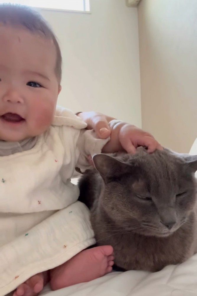 猫の頭をなでる赤ちゃん