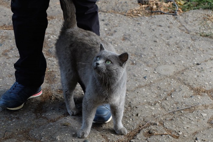 飼い主の足にまとわりつく猫