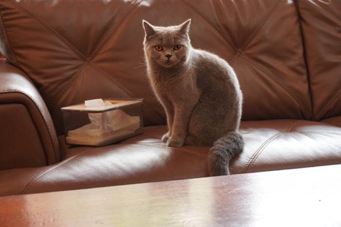 ティッシュ箱の横にたたずむ猫