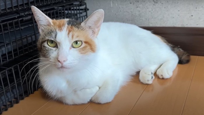 香箱座りの猫