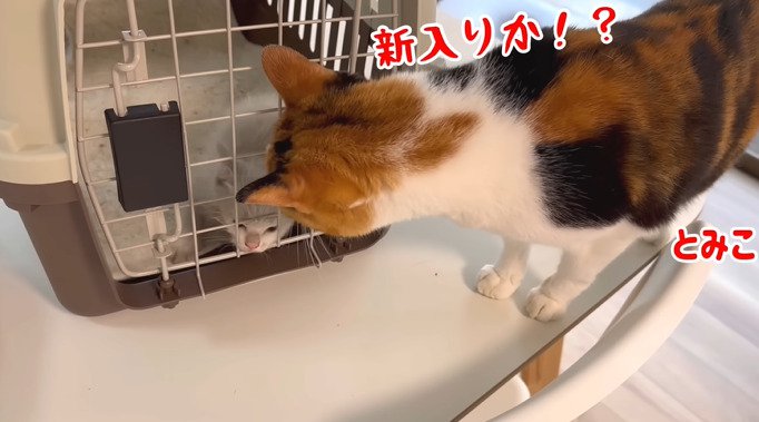 先住猫に見られる子猫