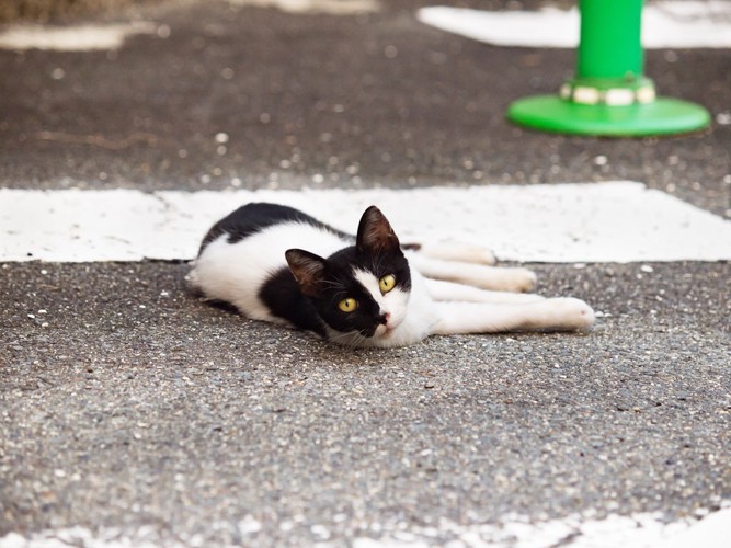 ねそべる野良猫