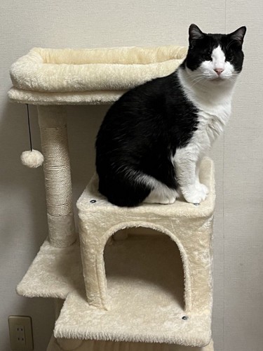 キャットタワーに座る猫