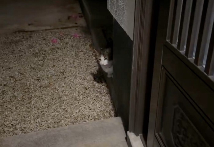 再び現れる猫