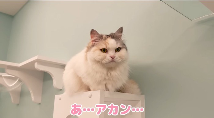 キャットタワーの猫