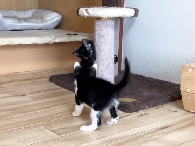 爪とぎから子猫の様子見をする黒猫