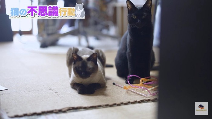 並んだシャム猫と黒猫