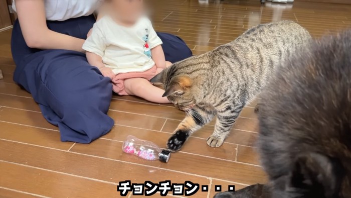 おもちゃをさわる猫