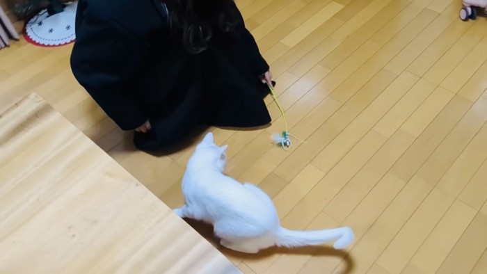 お姉ちゃんに猫じゃらしで遊んでもらう白猫