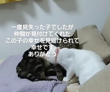 毛繕いし合う二匹の猫