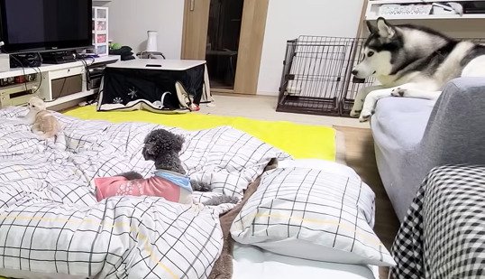 布団の上にいる子猫と犬