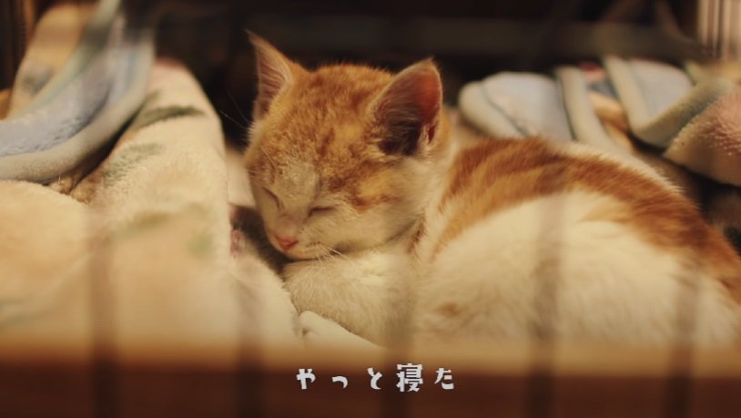 ようやく横になって寝る子猫