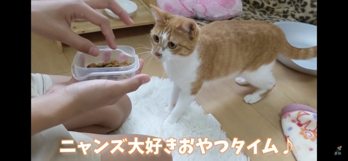 おやつを欲しがる猫