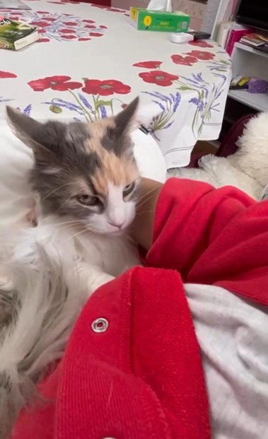 人に抱かれている猫