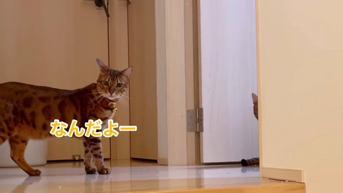 立っている猫