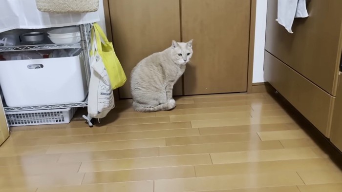 奥で座り込むひのきちゃん