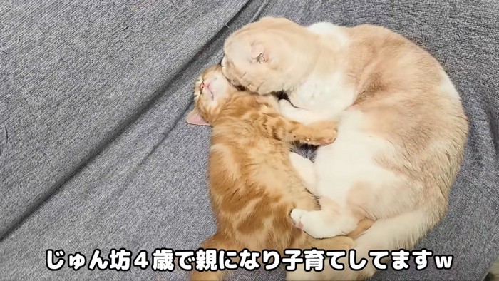 子猫を毛づくろいする成猫