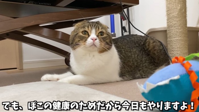 座っている猫