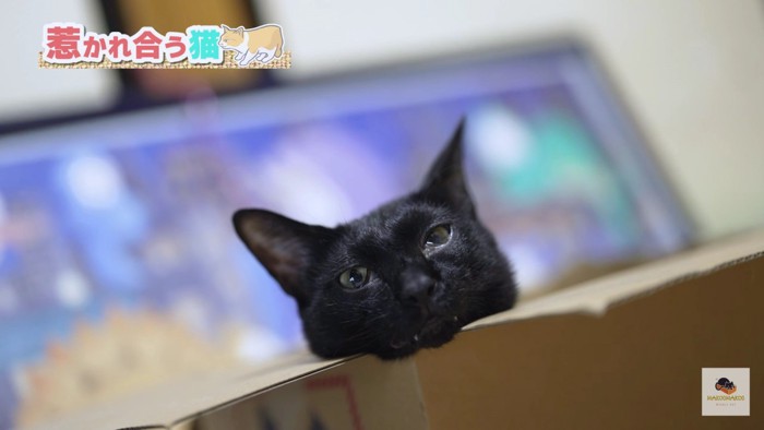 箱から首だけ出した黒猫