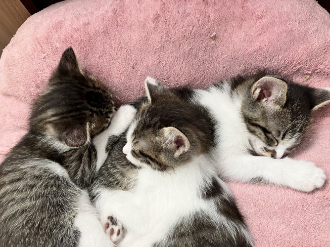 眠る3匹の猫