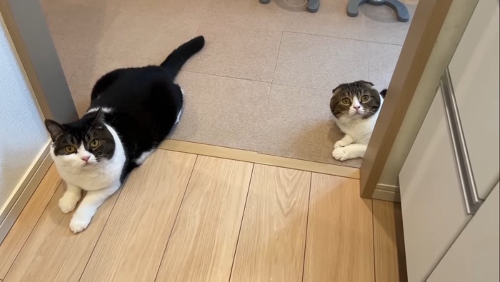 こちらを見るふたり