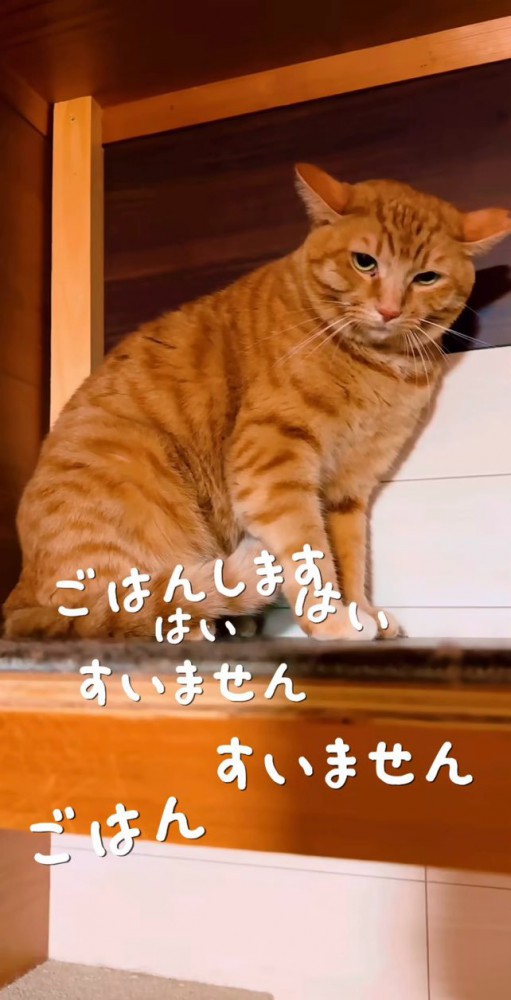 謝る飼い主さん