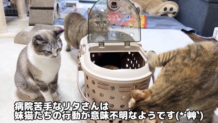 心配そうに見る猫