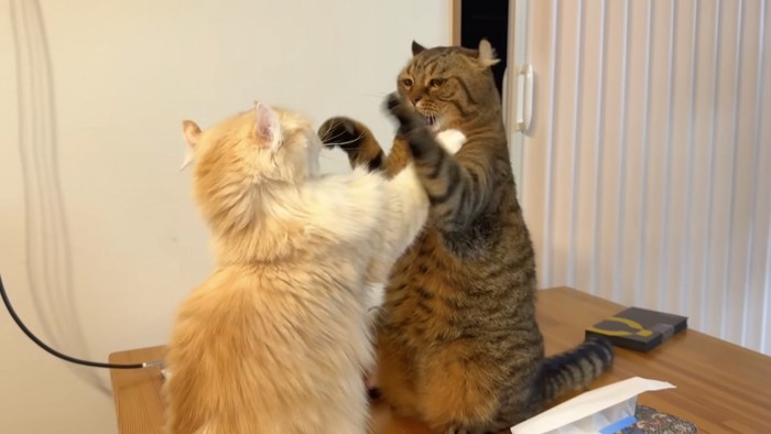 ふたり向き合っている写真