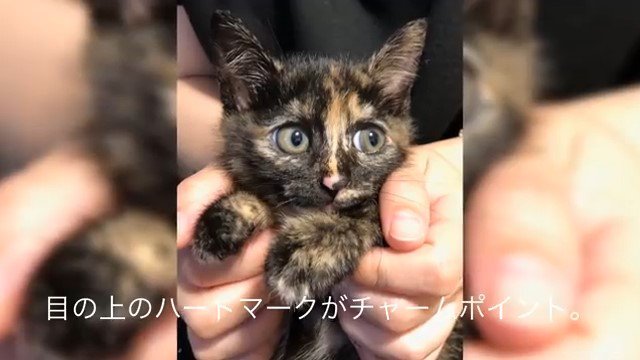 抱っこされる子猫