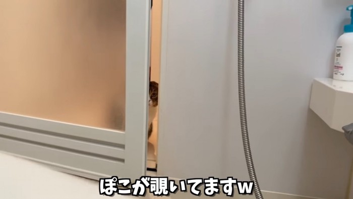 隙間からのぞく猫