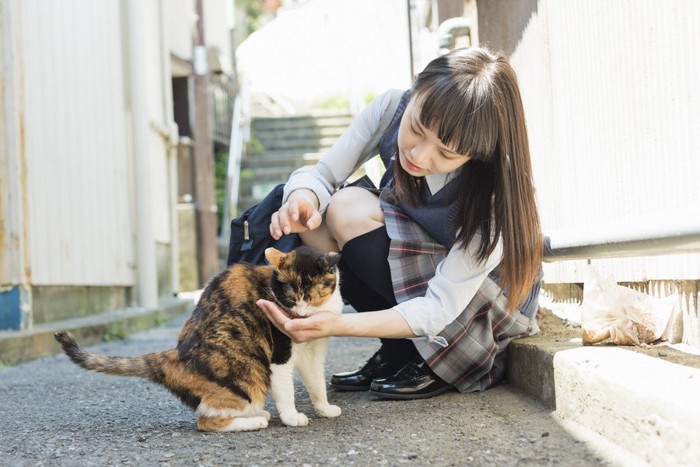 猫をなでる女子高生