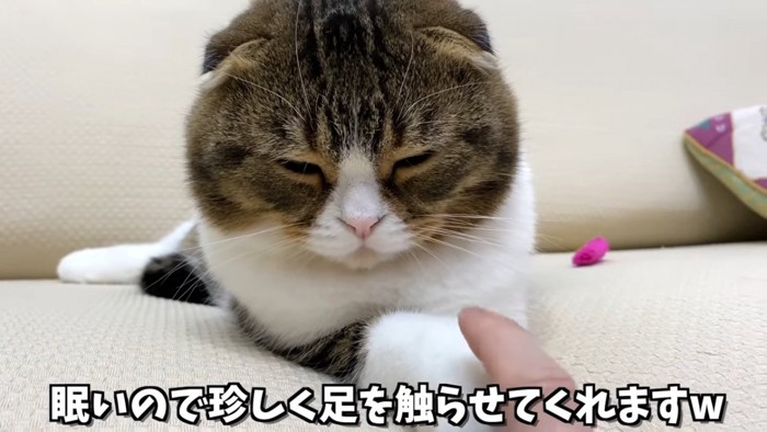 前足を触られる猫