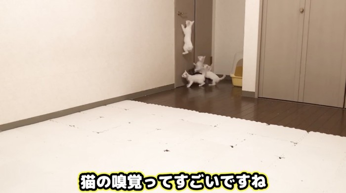 飛び跳ねる子猫