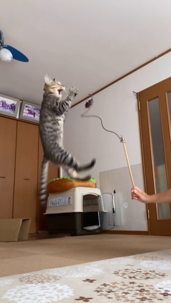 空中でおもちゃを掴んだ猫
