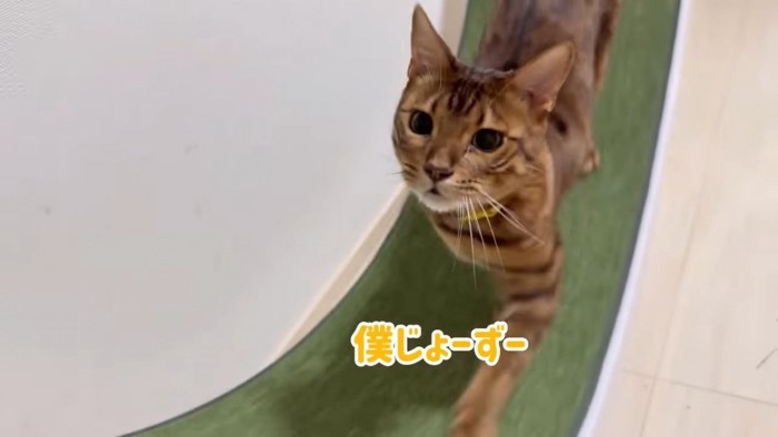 回し車で歩く猫