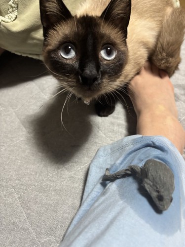 おこげちゃんとネズミのおもちゃ