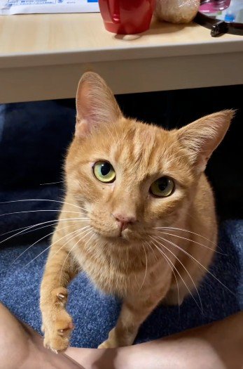 座って鳴いている猫