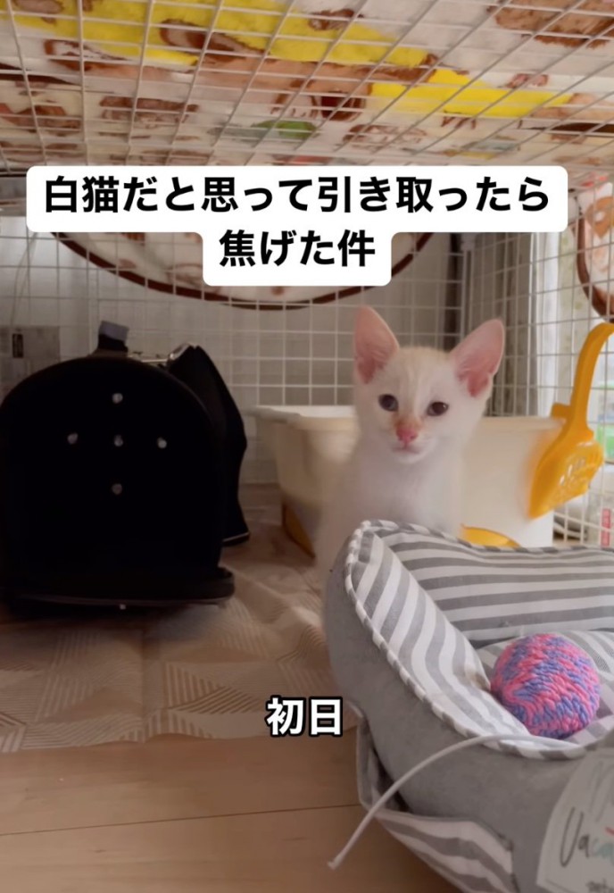 こちらを見つめる白猫