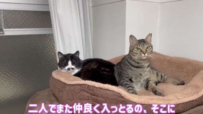 キャットタワーのベッドで寝ている猫2匹