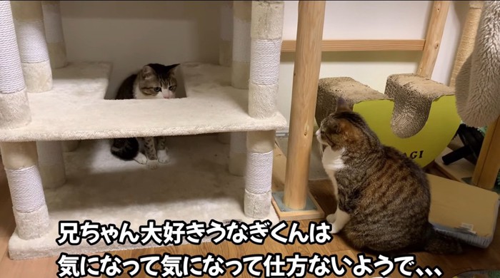 向かい合う猫