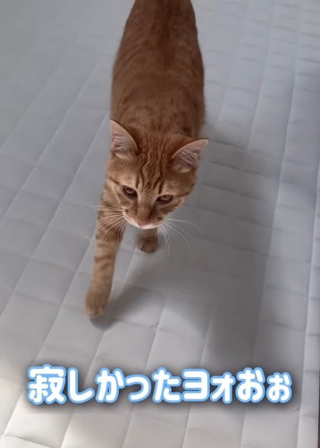 歩いてくる猫