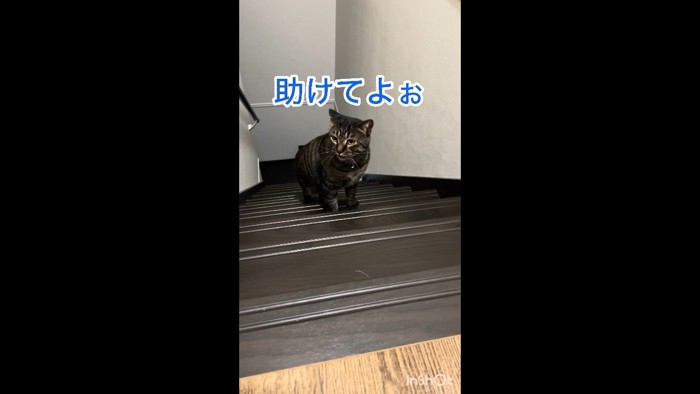 助けてよぉ