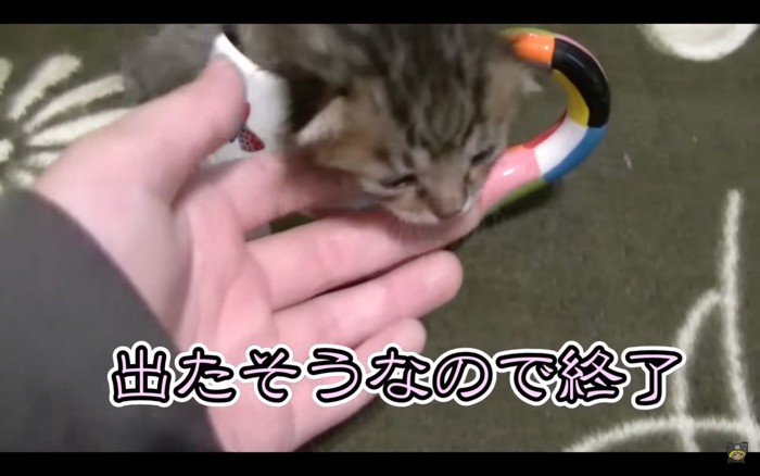 出してもらう子猫