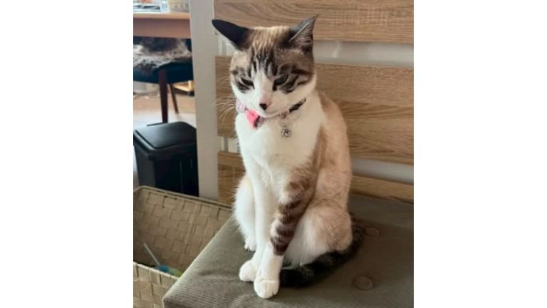 室内にいる猫