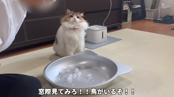 座る猫