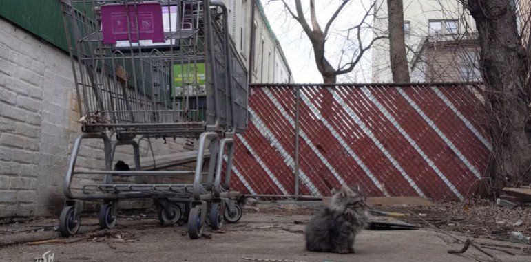 冬の屋外で生まれる猫