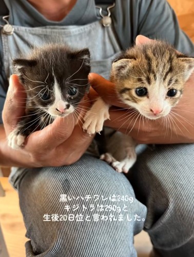 並ぶ2匹の赤ちゃん猫