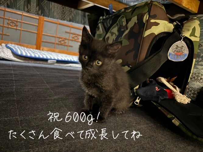 普段の黒猫さん