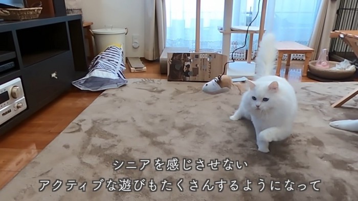 遊ぶ猫