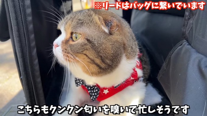 バッグの中にいる猫